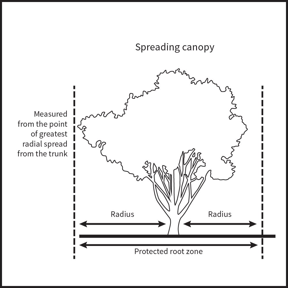 Diagram of a tree with a spreading canopy. Dashed lines on either side of the tree indicate the protected root zone. The distance from the trunk to these lines is labeled Radius, measured from the point of greatest radial spread from the trunk.